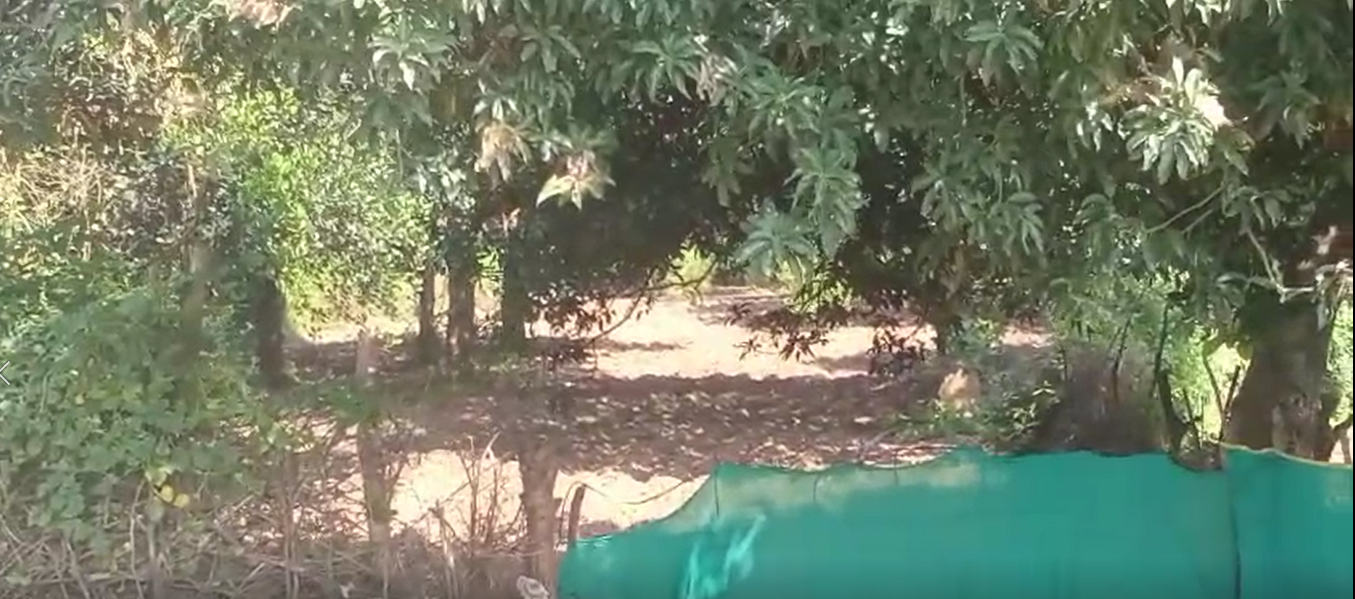 Mango and Jackfruit Orchard with Agricultural Land